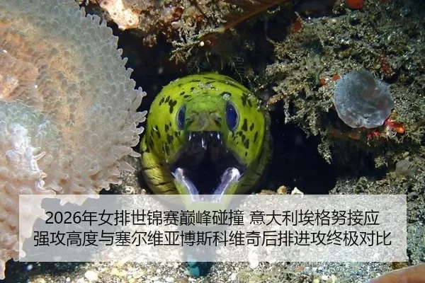 2026年女排世锦赛巅峰碰撞 意大利埃格努接应强攻高度与塞尔维亚博斯科维奇后排进攻终极对比
